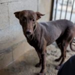 Podenco Nocilla, 02/2021, ca. 40 cm