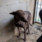 Podenco Nocilla, 02/2021, ca. 40 cm