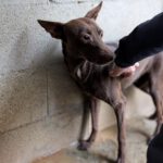 Podenco Nocilla, 02/2021, ca. 40 cm