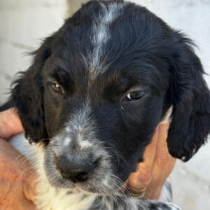 Pointer -Labrador-Mischling Olaf, 07/2024, Endgröße ca. 45- 50 cm