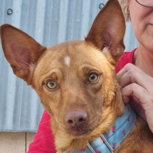 Podenco Peanut, 06/2023, Endgröße ca. 45 cm