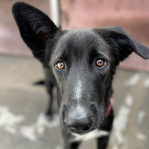 Malinois Mischling Percival, 10/2023, ca. 55 cm