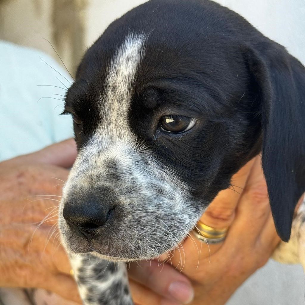 Pointer -Labrador-Mischling Rapunzel, 07/2024, Endgröße ca. 45- 50 cm