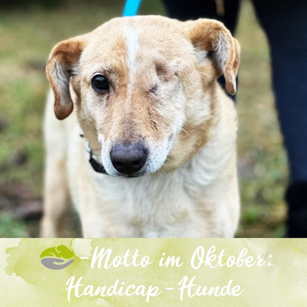 SALVA Motto im Oktober: Handicap-Hunde