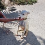 Podenco Mischling Sophia, 05/2023, ca. 45 cm