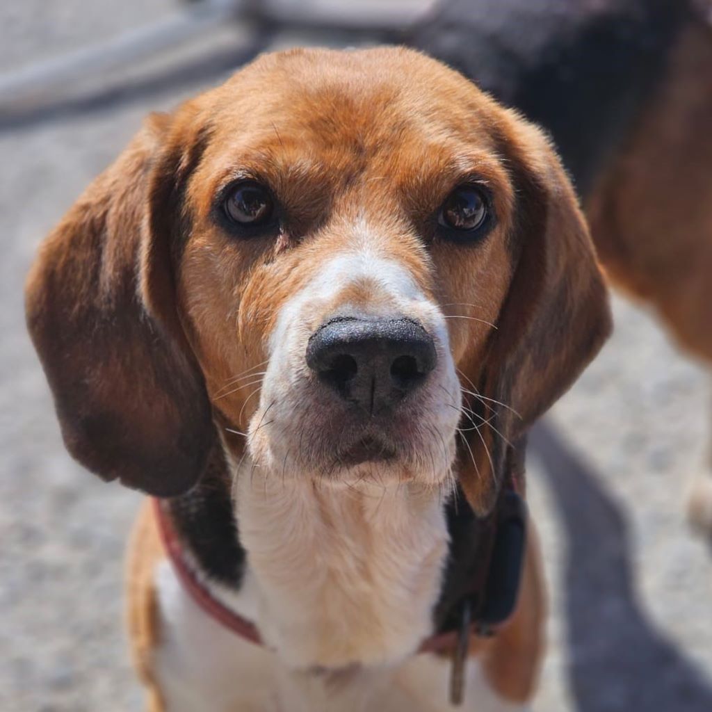 Beagle Toby, 09/2013, ca. 45 cm