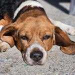 Beagle Toby, 09/2013, ca. 45 cm