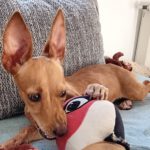 Podenco Maneto Valentina, 05/2024, Endgröße ca. 40 cm,06217 Merseburg