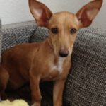 Podenco Maneto Valentina, 05/2024, Endgröße ca. 40 cm,06217 Merseburg