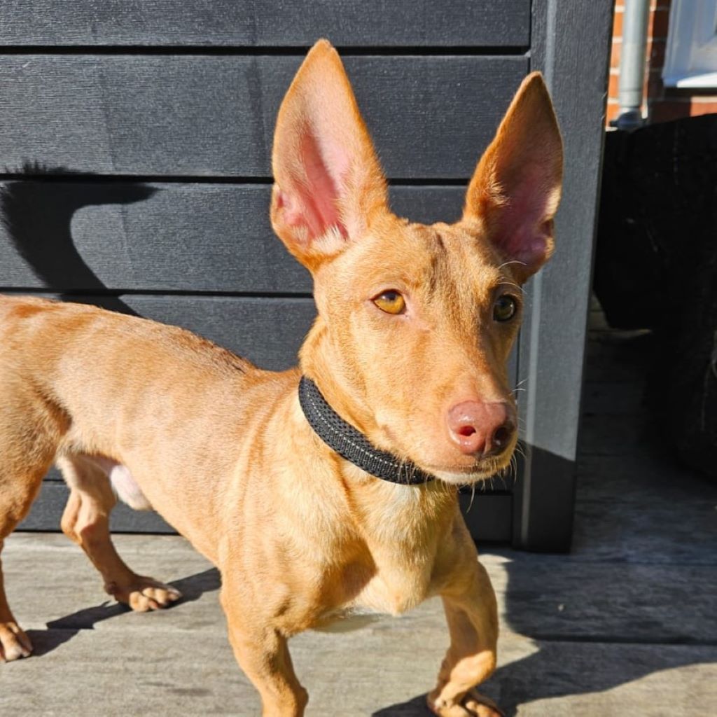 Podenco Maneto Vicente, 06/2022, ca. 35 cm, 22605 Hamburg