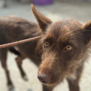 Podenco Violeta, 08/2023, ca. 40 cm