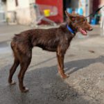 Podenco Violeta, 08/2023, ca. 40 cm