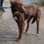 Podenco Violeta, 08/2023, ca. 40 cm