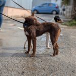 Podenco Violeta, 08/2023, ca. 40 cm