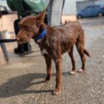 Podenco Violeta, 08/2023, ca. 40 cm