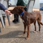 Podenco Violeta, 08/2023, ca. 40 cm