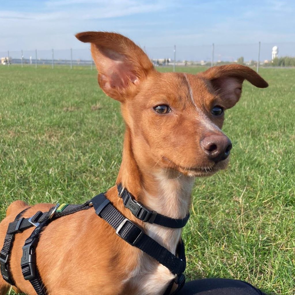 Podenco Maneto Viviene, 06/2024, Endgröße ca. 35 cm, 12055 Berlin