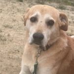 Mischling Wren, 01/2019, ca. 60 cm