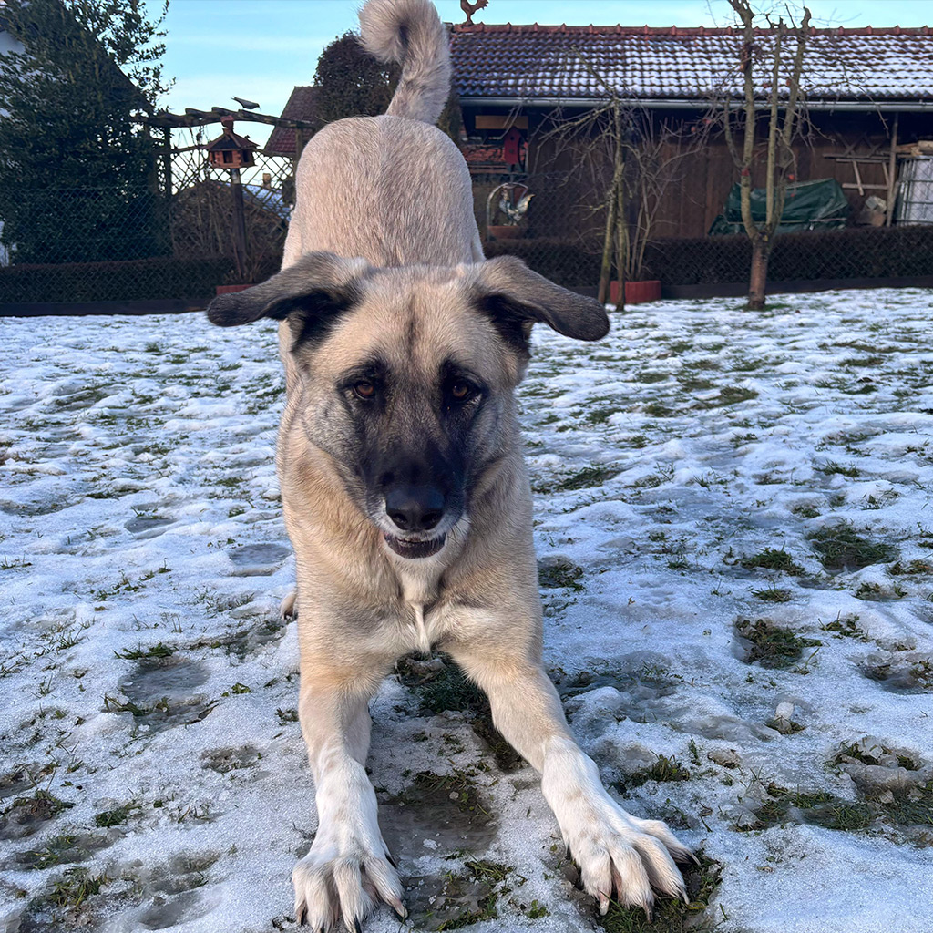 Futterpatenschaft Rosalita