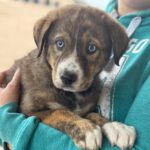 Mastin Mischling Almendra, 09/2024, Endgröße ca. 55- 60 cm