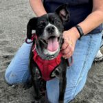 Mischling Beyonce, 07/2015, ca. 30 cm, 47623 Kevelaer