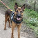 Malinois Mischling Andreas, 09/2023, ca. 65 cm