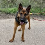 Malinois Mischling Andreas, 09/2023, ca. 65 cm