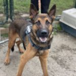 Malinois Mischling Andreas, 09/2023, ca. 65 cm