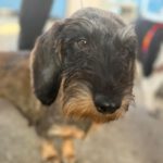 Rauhaardackel Atena, 01/2020, ca. 30 cm