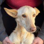 Podenco Ava, 05/2022, ca. 40 cm