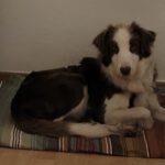 Border Collie Ayla, 10/2022, ca. 50 cm, 50968  Köln