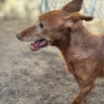 Podenco Maneto Bandera, 08/2012, ca. 35 cm