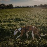 Galgo Basil, 02/2021, ca. 60 cm, 69469 Weinheim