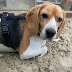 Beagle Beily,05/2020, ca. 48 cm, 51789 Lindlar