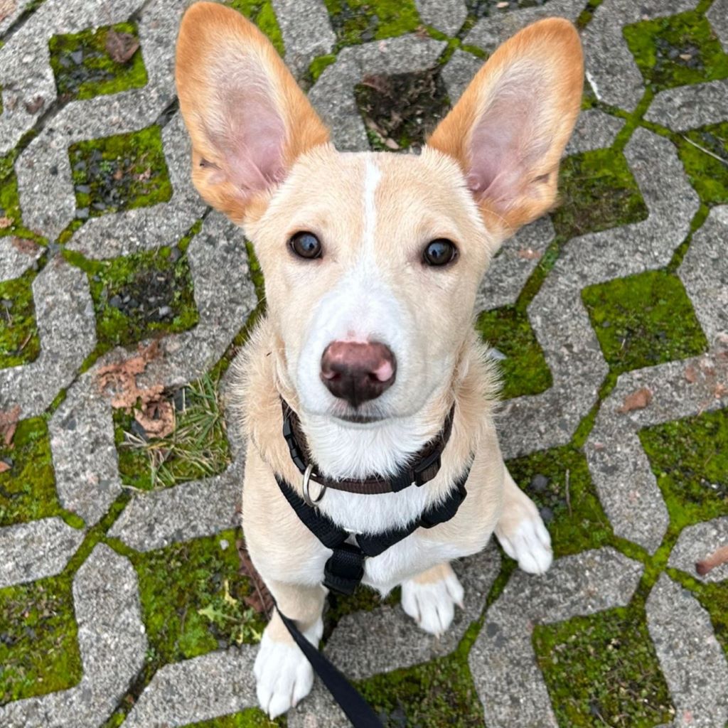 Podenco Benny, 07/2024, Endgröße ca. 45 cm, 61267 Neu-Anspach