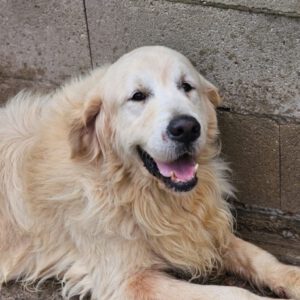 Golden Retriever Bianco, 06/2016, ca. 60 cm