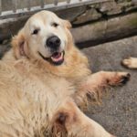 Golden Retriever Bianco, 06/2016, ca. 60 cm