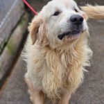 Golden Retriever Bianco, 06/2016, ca. 60 cm