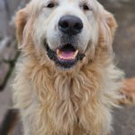 Golden Retriever Bianco, 06/2016, ca. 60 cm