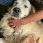 Golden Retriever Bianco, 06/2016, ca. 60 cm