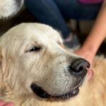 Golden Retriever Bianco, 06/2016, ca. 60 cm