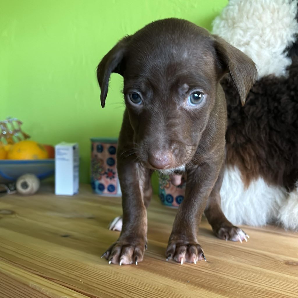 Podenco Bonito,10/2024, Endgröße ca. 50- 55 cm, 56370 Schönborn