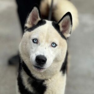 Husky Mischling Boris, 05/2023, ca. 55- 60 cm