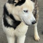 Husky Mischling Boris, 05/2023, ca. 55- 60 cm