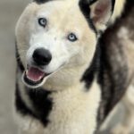 Husky Mischling Boris, 05/2023, ca. 55- 60 cm