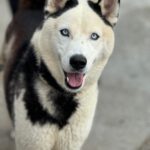 Husky Mischling Boris, 05/2023, ca. 55- 60 cm