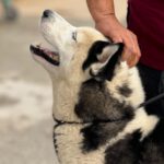 Husky Mischling Boris, 05/2023, ca. 55- 60 cm