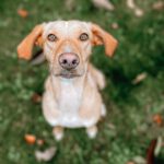 Podenco Mischling Brandy, 02/2020, ca. 50 cm, 18059 Pölchow