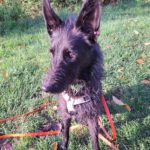 Podenco Terrier Mischling Candela, 10/2020, ca. 50 cm, 90427 Nürnberg