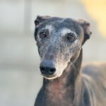 Galgo Chici, 03/2016, ca. 63 cm, 04420 Markenstädt